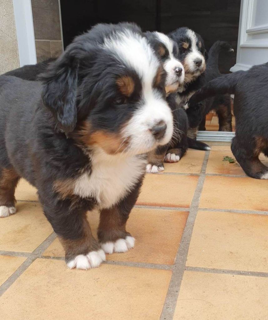 chiot Bouvier Bernois Terres d'Amour